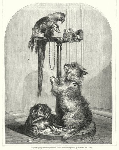 Loro y perros de English School