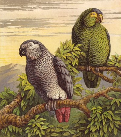 Loros (litografía en color) de English School