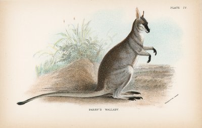 Wallaby de Parry de English School