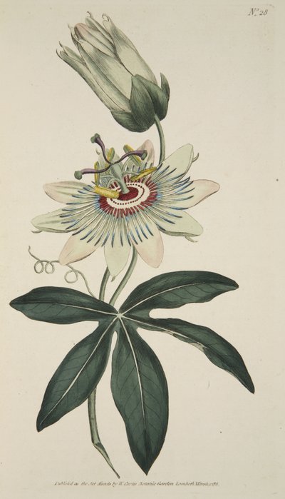 Passiflora Coerulea (Flor de la Pasión Común), de The Botanical Magazine or Flower Garden Displayed, pub. 1786 de English School