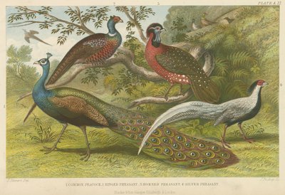 Pavo real y faisanes de English School
