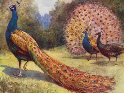 Pavos reales (litografia en color) de English School