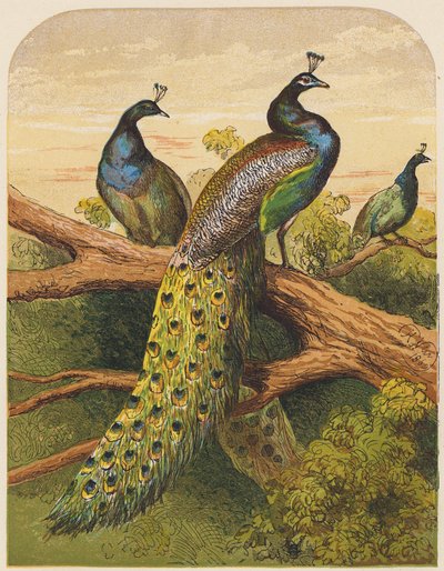 Pavos reales (litografía en color) de English School