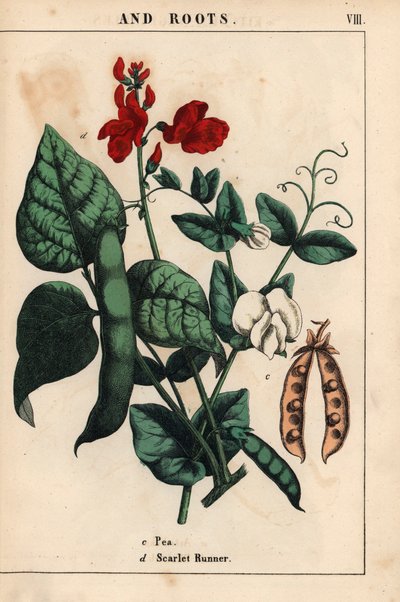 Guisantes y fríjoles, con flores escarlatas y blancas.   , de "The Instructive Picturebook, or Lessons from the Vegetable World", [Charlotte Mary Yonge], Edimburgo de English School