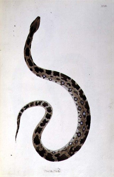 Serpiente Pedda Poda de 