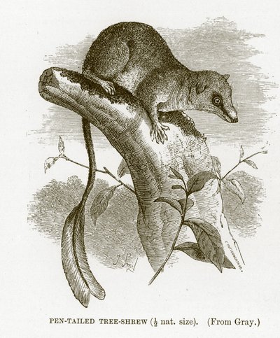 Musaraña arborícola de cola de pluma, ilustración de The Royal Natural History de English School