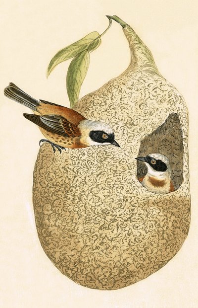 Carbonero péndulo, ilustración de 