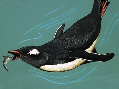 Pingüino atrapando peces de English School