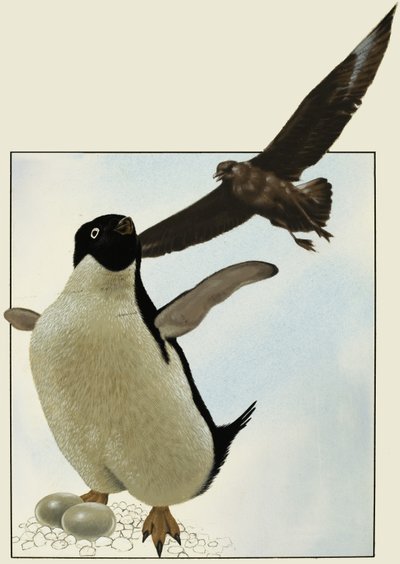 Pingüino con huevos, con otro pájaro sobrevolando de English School