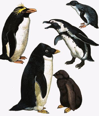 Pingüinos de English School
