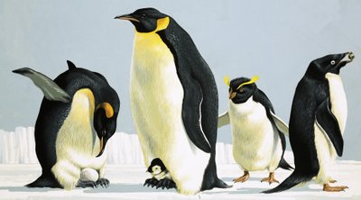 Pingüinos de English School