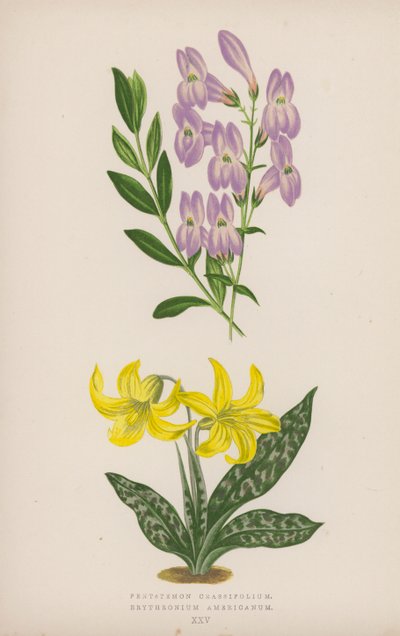 Pentstemon Crassifolium; Erythronium Americanum (litografía en color) de English School
