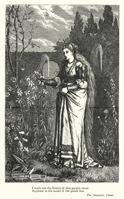 Percy Bysshe Shelley: Ilustración de La planta sensible (grabado) de English School