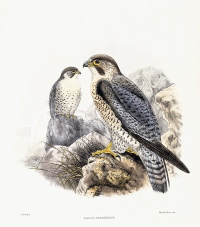 Halcón peregrino - Falco Peregrinus, 1894-1899 de English School