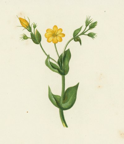 Hierba amarilla perfoliada, Chlora perfoliata (litografía en color) de English School
