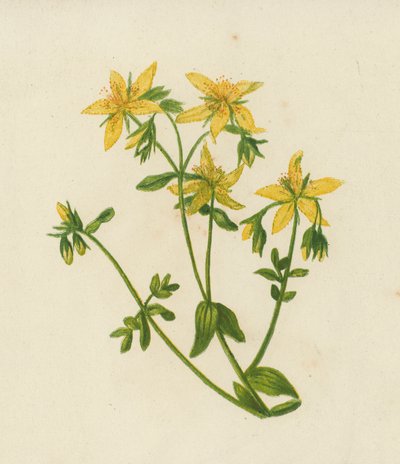 Hierba de San Juan perforada, Hypericum Perforatum (litografía en color) de English School