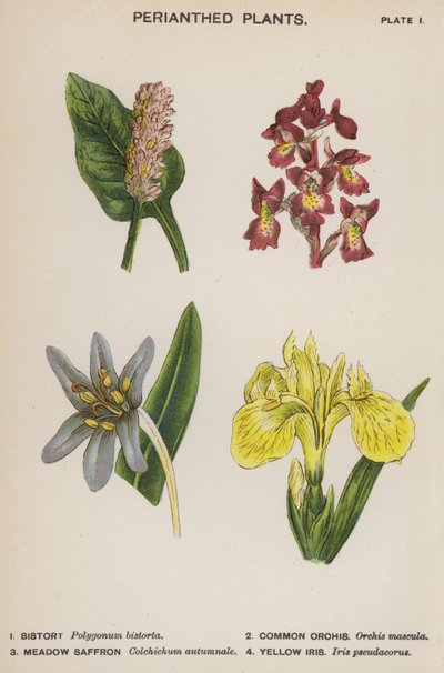 Plantas perennes (litografía en color) de English School