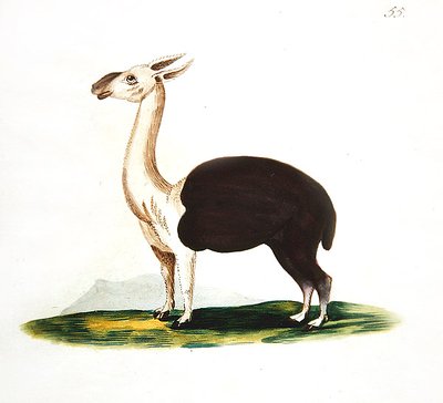 Guanaco peruano, c.1810 de English School