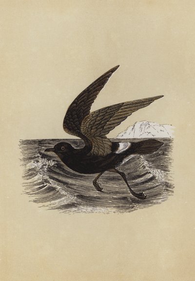 Petrel (litografía en color) de English School