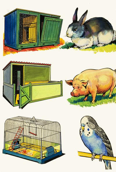 Mascotas y sus Hogares: Conejo, Cerdo y Periquito de English School