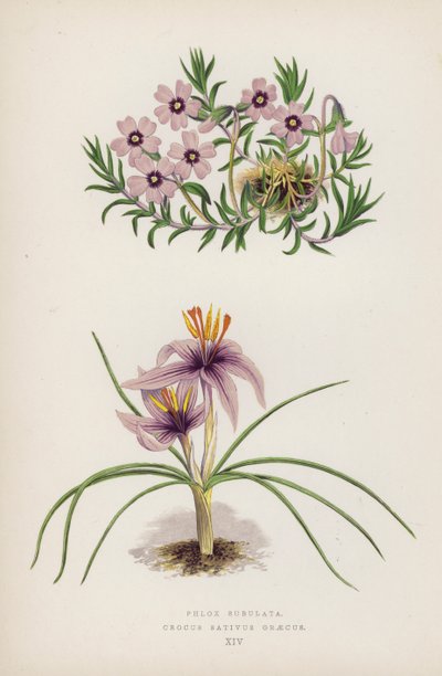 Phlox Subulata; Crocus Sativus Graecus (litografía en color) de English School