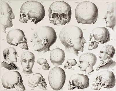 Ilustración frenológica mostrando las relaciones psicológicas del cerebro, de una impresión del siglo XIX de English School