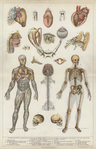 Fisiología (litografía en color) de English School