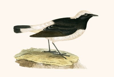 Collalba gris, ilustración de 