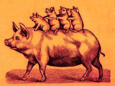Cerdo con sus lechones, ilustración de Coles Funny Picture Book de English School