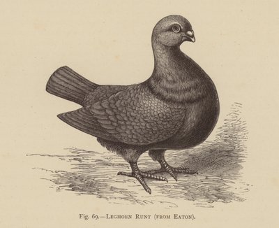 Palomas: Leghorn Runt, de Eaton (grabado) de English School