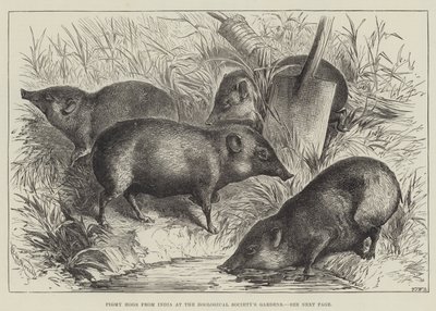 Cerdos pigmeos de la India en los Jardines de la Sociedad Zoológica (grabado) de English School