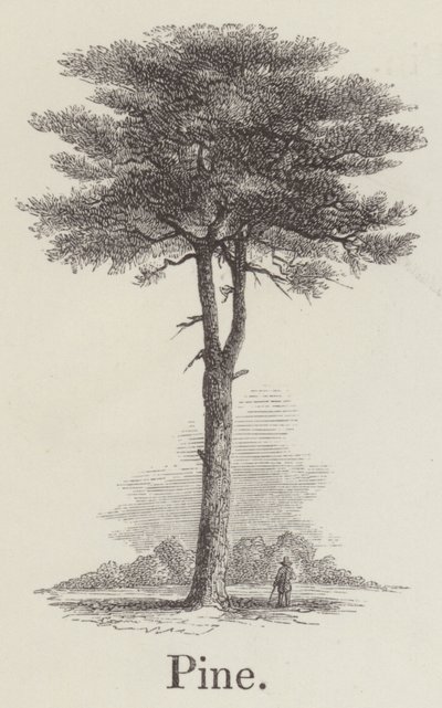 Pino (grabado) de English School