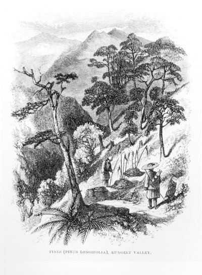 Pinos en el valle de Rungelt del Himalaya, de Himalayan Journals, 1854 de English School