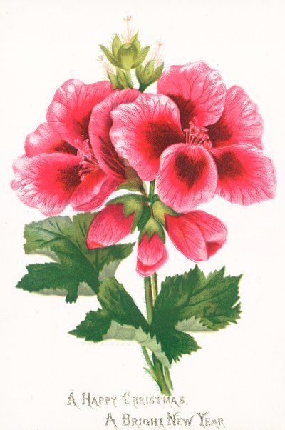 Flores rosas, tarjeta de Navidad de English School