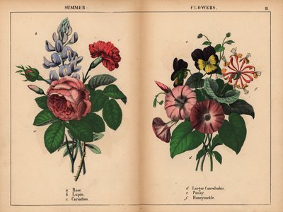 Rosa col rosa, lupino azul, clavel escarlata, enredadera púrpura más grande, pensamiento púrpura y amarillo y madreselva rosa y naranja.  , de "The Instructive Picturebook, or Lessons from the Vegetable World", [Charlotte Mary Yonge], Edimburgo de English School