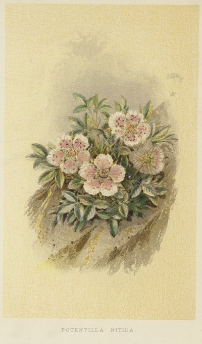 Cincoenrama rosa de English School
