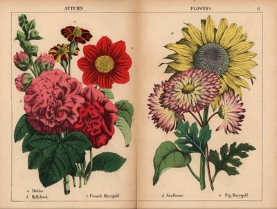 Dalia rosa, caléndula francesa carmesí y amarilla, malvarrosa escarlata, girasol amarillo, caléndula de higo rosa y amarillo limón, de "The Instructive Picturebook, or Lessons from the Vegetable World", [Charlotte Mary Yonge], Edimburgo de English School