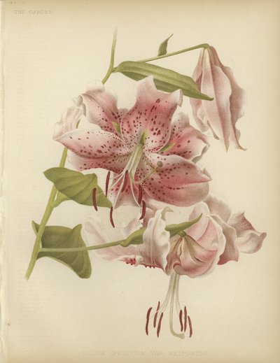 Lirio rosa de English School