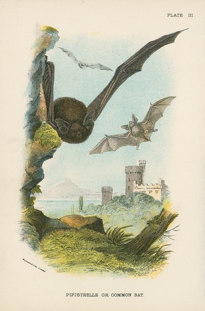 Pipistrelle o Murciélago Común de English School