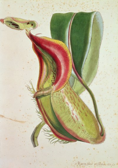 Planta jarra: Nepenthes villosa (carnívora), firmada H.K de English School