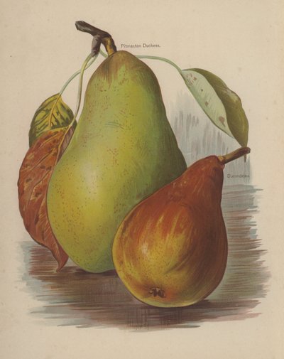 Pitmaston Duchess, Durondeau de English School