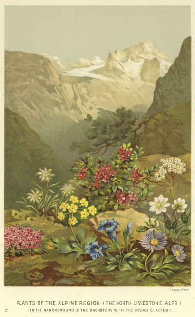 Plantas de la región alpina, los Alpes de piedra caliza del norte de English School