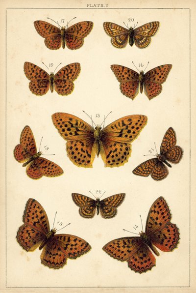 Placa de Mariposas y Polillas de Nuestro País de English School
