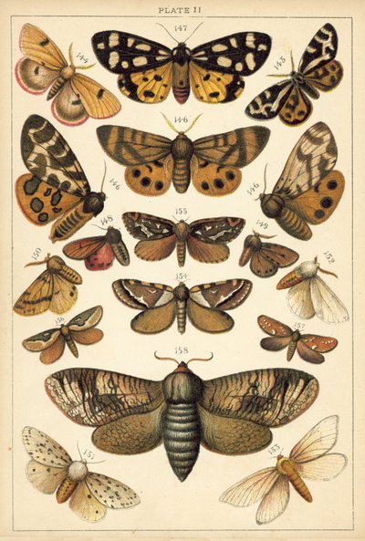 Placa de Mariposas y Polillas de Nuestro País de English School