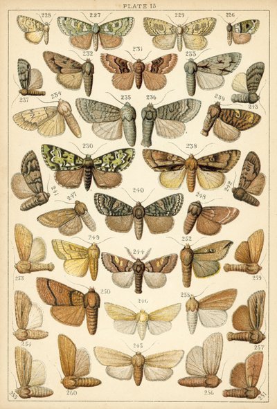 Placa de Mariposas y Polillas de Nuestro País de English School