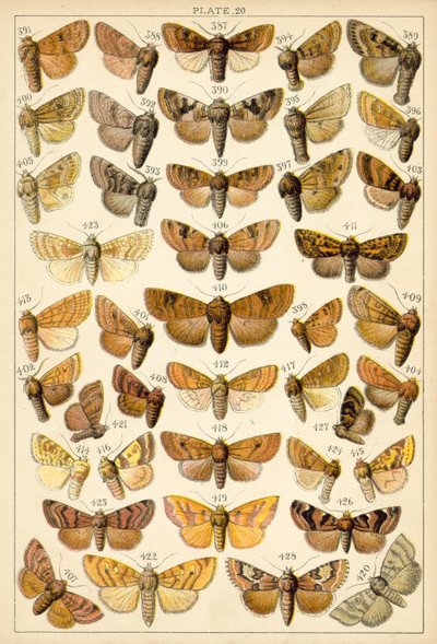 Placa de Mariposas y Polillas de Nuestro País de English School