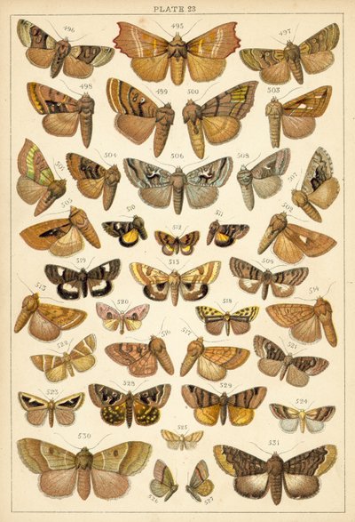 Placa de Mariposas y Polillas de Nuestro País de English School