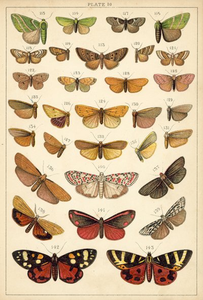 Placa de Mariposas y Polillas de Nuestro País de English School