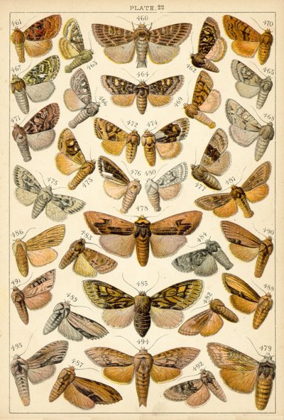 Placa de Mariposas y Polillas de Nuestro País de English School