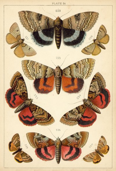 Placa de Mariposas y Polillas de Nuestro País de English School
